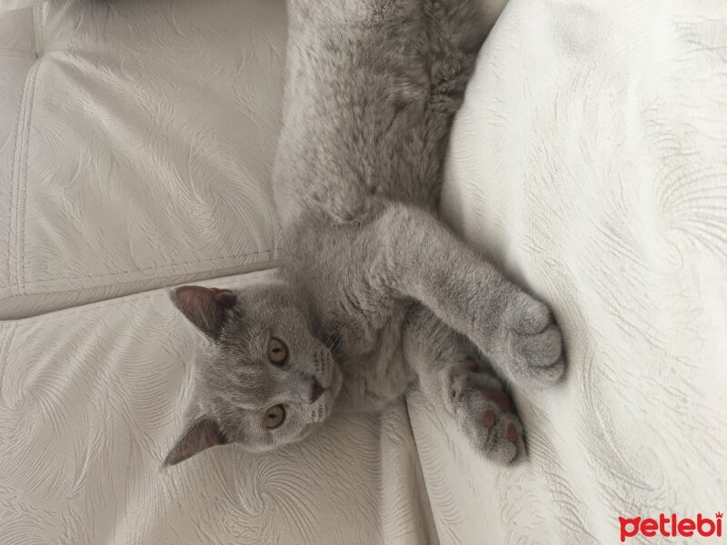 British Shorthair, Kedi  Odin fotoğrafı