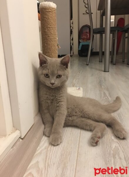 British Shorthair, Kedi  Odin fotoğrafı