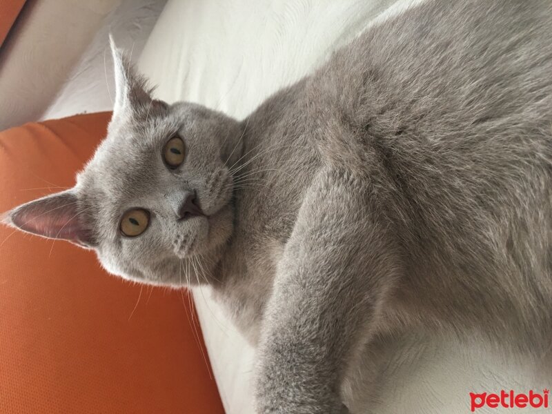 British Shorthair, Kedi  Odin fotoğrafı