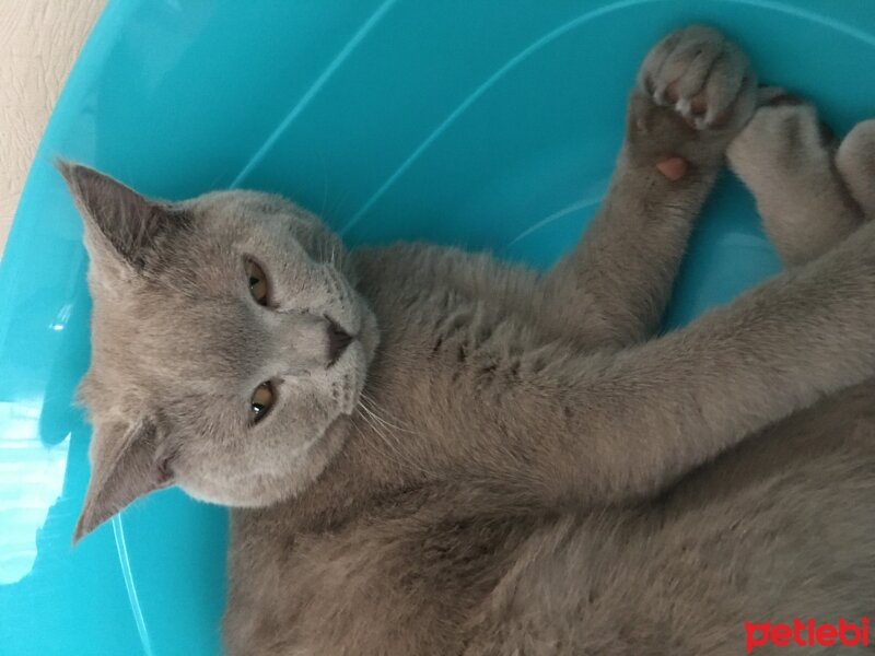 British Shorthair, Kedi  Odin fotoğrafı