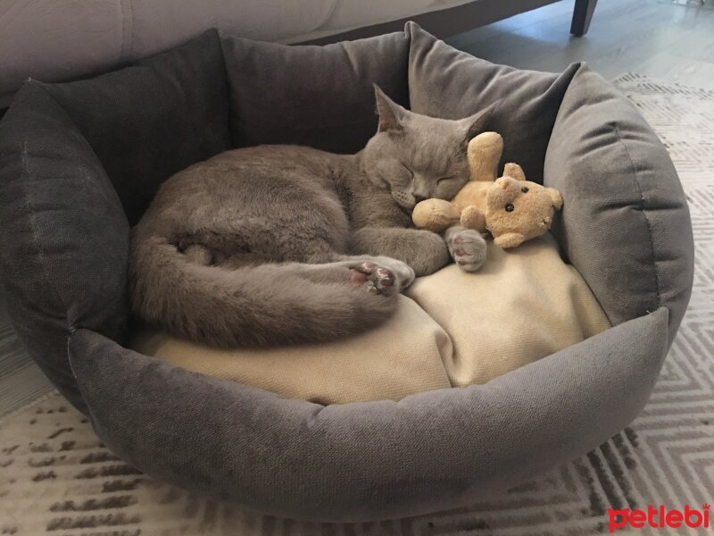 British Shorthair, Kedi  Odin fotoğrafı