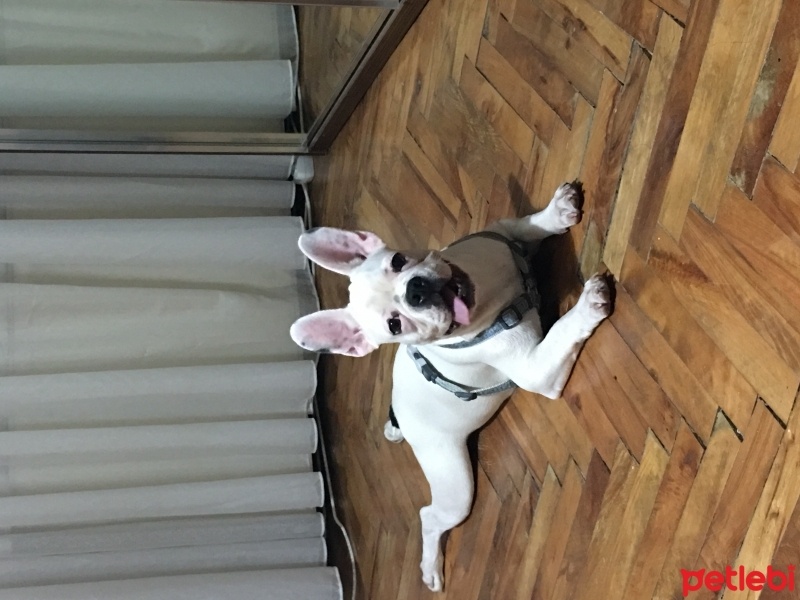 Fransız Bulldog, Köpek  Snow fotoğrafı