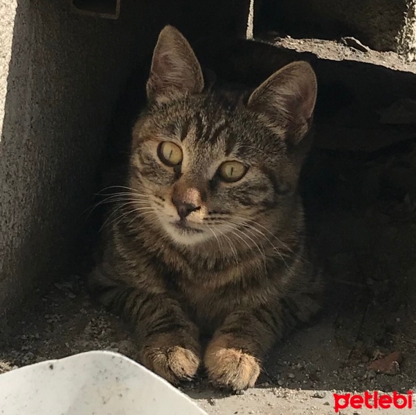 Tekir Kedi, Kedi  Karamel fotoğrafı