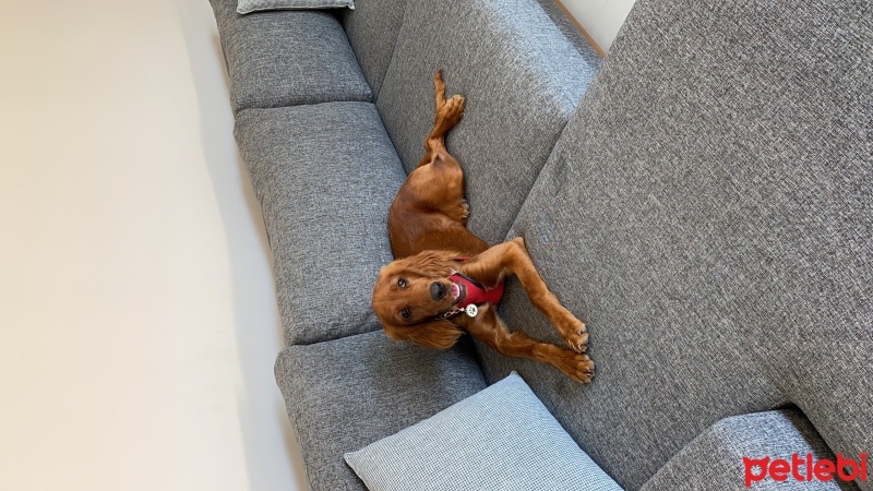 İrlandalı Setter, Köpek  Maya fotoğrafı