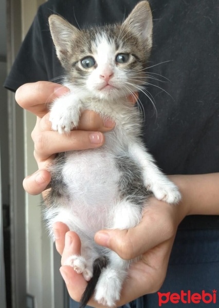 Tekir Kedi, Kedi  Boncuk fotoğrafı