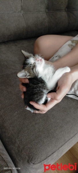 Tekir Kedi, Kedi  Boncuk fotoğrafı