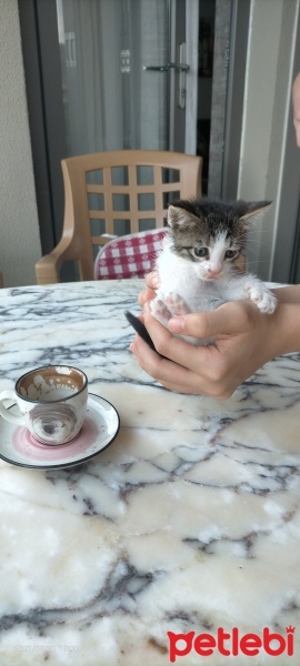 Tekir Kedi, Kedi  Boncuk fotoğrafı