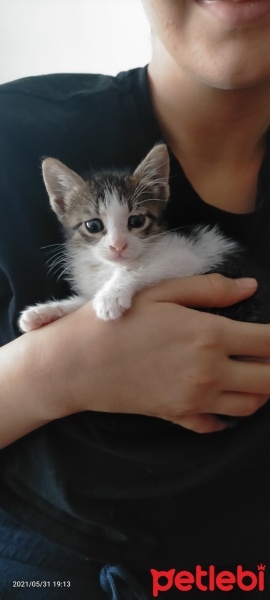 Tekir Kedi, Kedi  Boncuk fotoğrafı