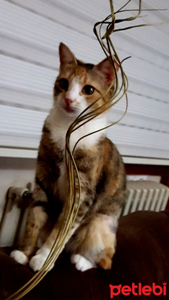 Tekir Kedi, Kedi  Hera fotoğrafı