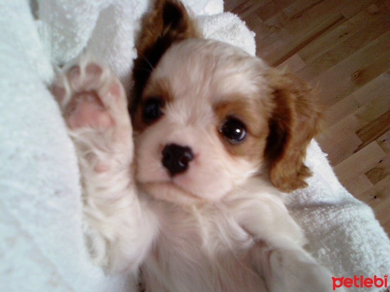 Cavalier King Charles Spanieli, Köpek  Papyon fotoğrafı