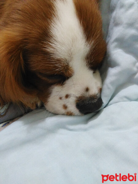 Cavalier King Charles Spanieli, Köpek  Papyon fotoğrafı