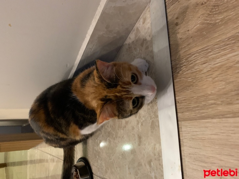 Tekir Kedi, Kedi  Kedisu fotoğrafı
