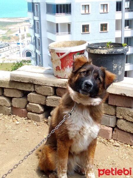 Tatra Çoban Köpeği, Köpek  Max fotoğrafı