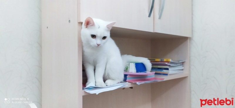 British Shorthair, Kedi  Pamuk fotoğrafı
