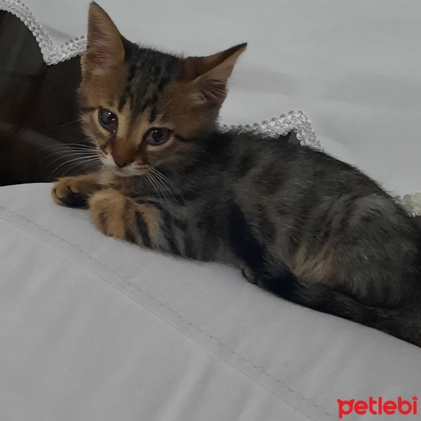 Tekir Kedi, Kedi  Boncuk fotoğrafı