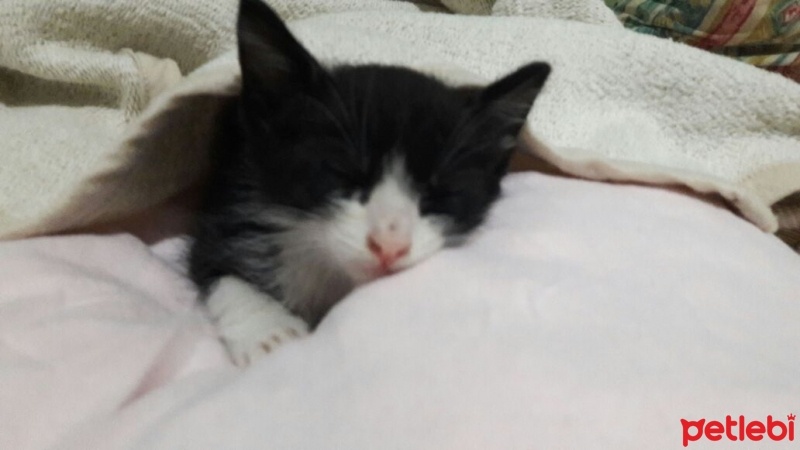 Tuxedo (Smokin) Kedi, Kedi  Lipsi fotoğrafı