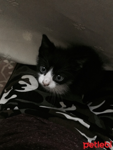 Tuxedo (Smokin) Kedi, Kedi  Lipsi fotoğrafı