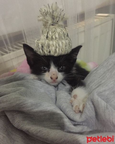 Tuxedo (Smokin) Kedi, Kedi  Lipsi fotoğrafı