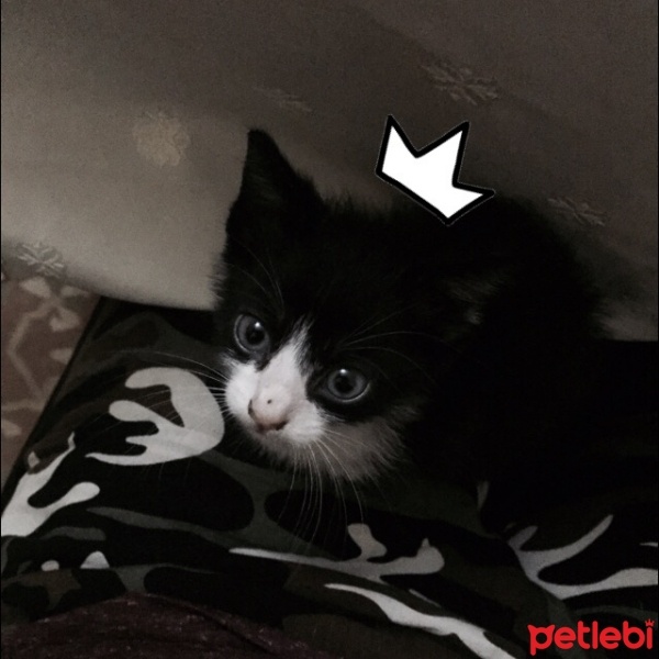 Tuxedo (Smokin) Kedi, Kedi  Lipsi fotoğrafı