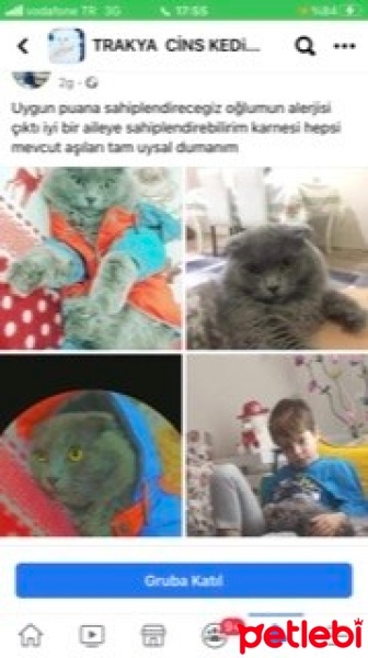 Scottish Fold, Kedi  Duman fotoğrafı