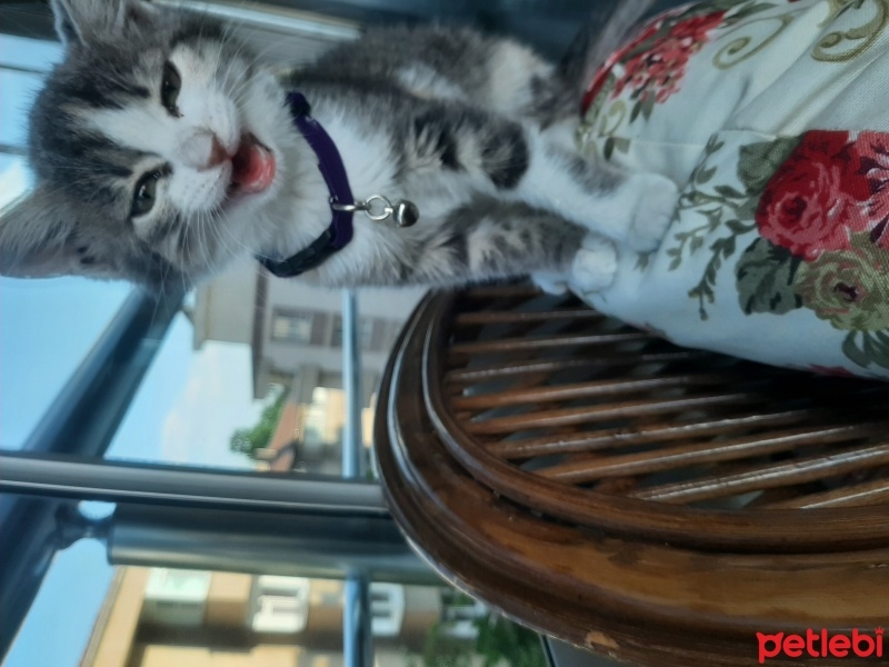 Colorpoint Shorthair, Kedi  Tara fotoğrafı