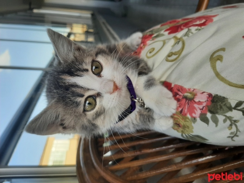 Colorpoint Shorthair, Kedi  Tara fotoğrafı