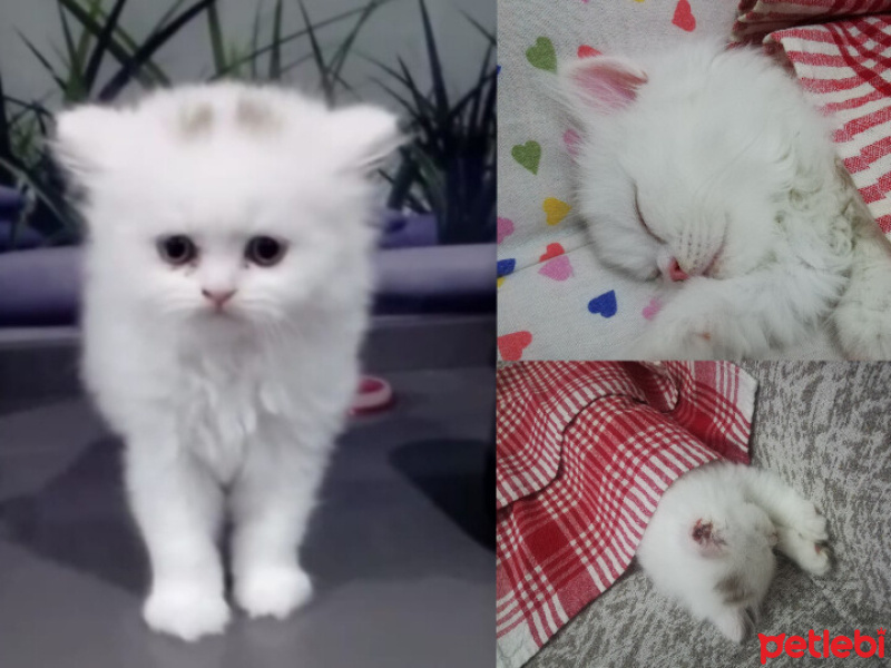 Scottish Fold, Kedi  Boncuk fotoğrafı