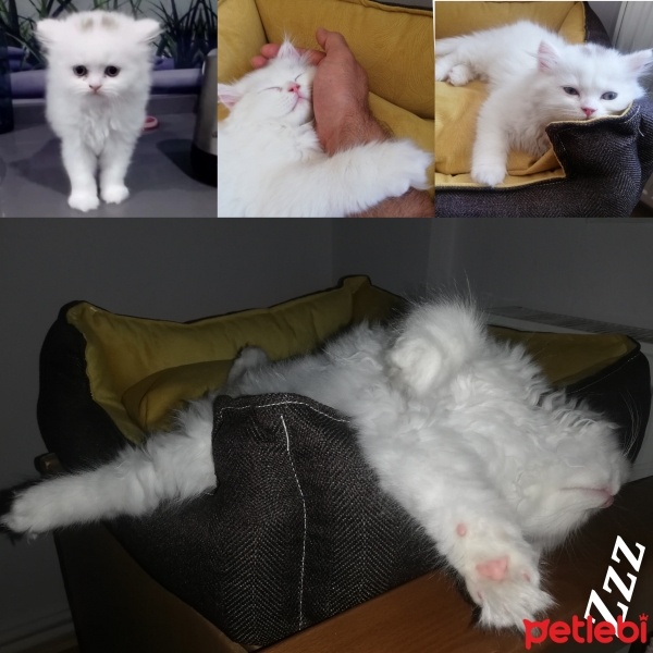 Scottish Fold, Kedi  Boncuk fotoğrafı