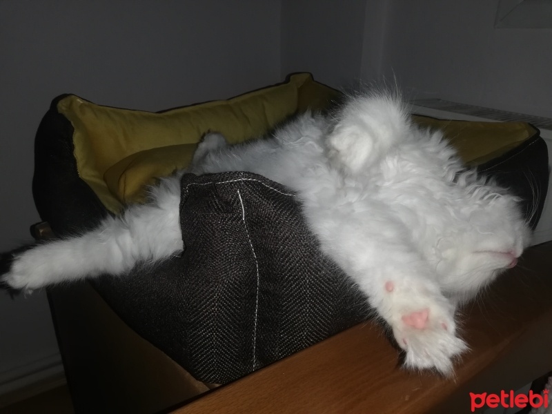 Scottish Fold, Kedi  Boncuk fotoğrafı