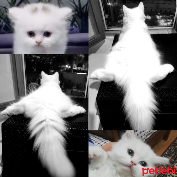 Scottish Fold, Kedi  Boncuk fotoğrafı