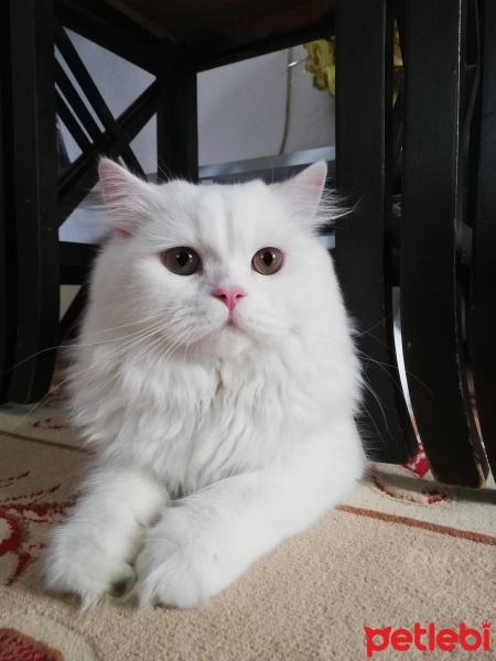 Scottish Fold, Kedi  Boncuk fotoğrafı
