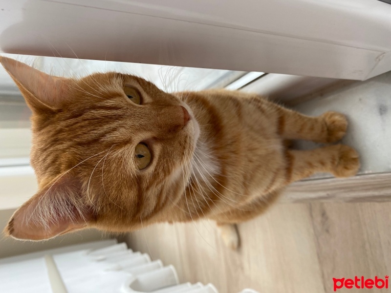 Sarman, Kedi  Tarçın fotoğrafı