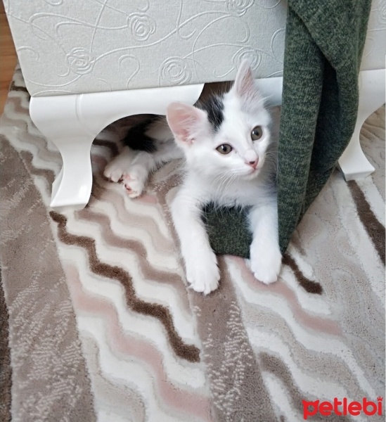 Tekir Kedi, Kedi  Papatya fotoğrafı