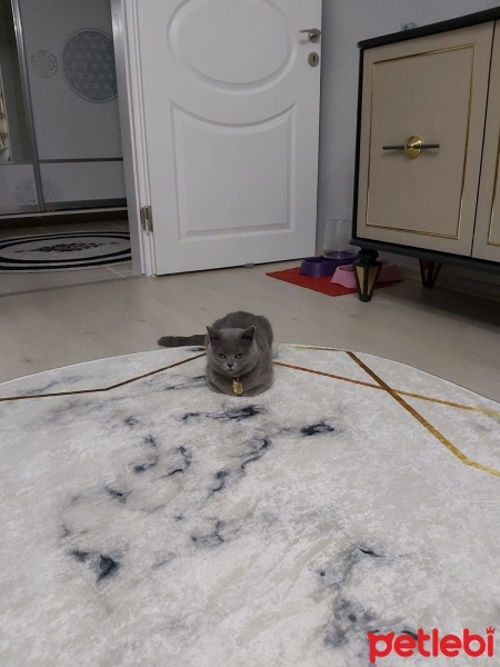 British Shorthair, Kedi  Gece fotoğrafı