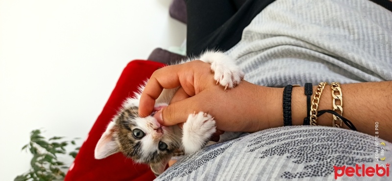 Tekir Kedi, Kedi  Boncuk fotoğrafı