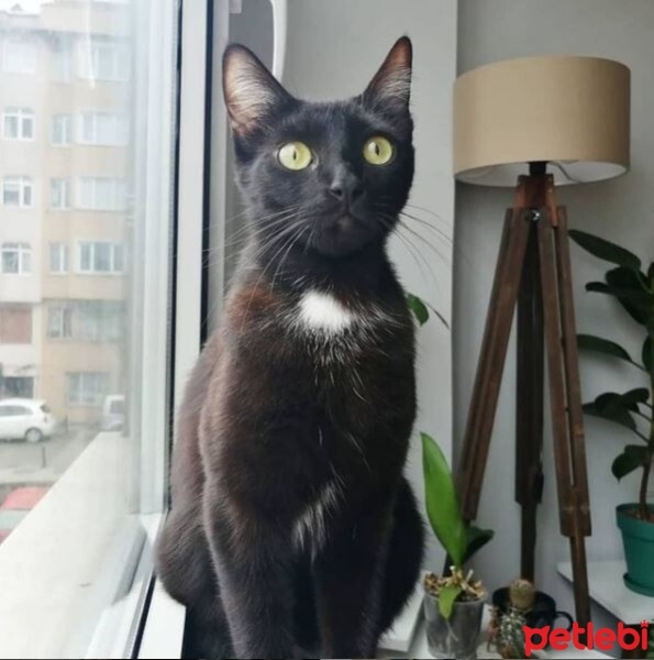 Bombay, Kedi  PEPSİ fotoğrafı