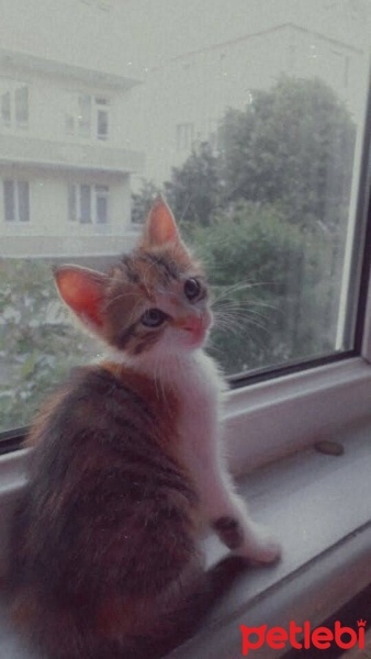 Tekir Kedi, Kedi  Balım fotoğrafı
