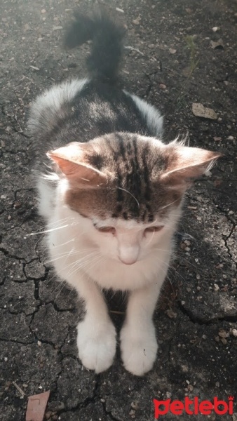 Tekir Kedi, Kedi  Amiral fotoğrafı