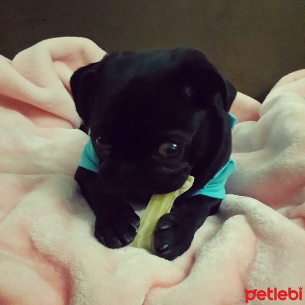 Pug, Köpek  maça fotoğrafı