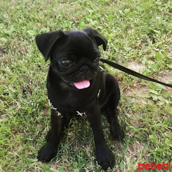 Pug, Köpek  maça fotoğrafı
