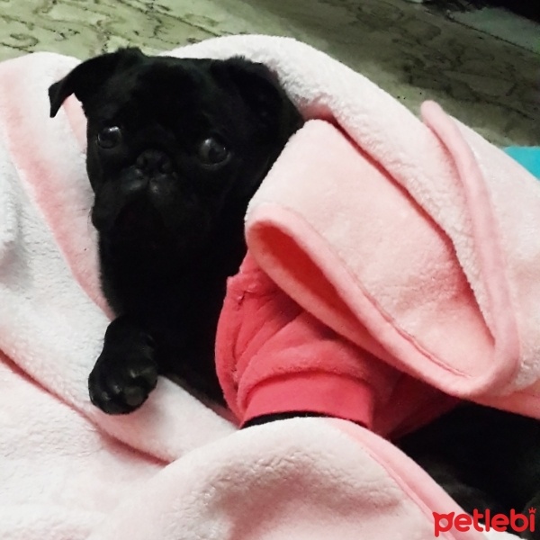 Pug, Köpek  maça fotoğrafı