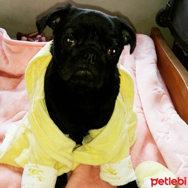 Pug, Köpek  maça fotoğrafı