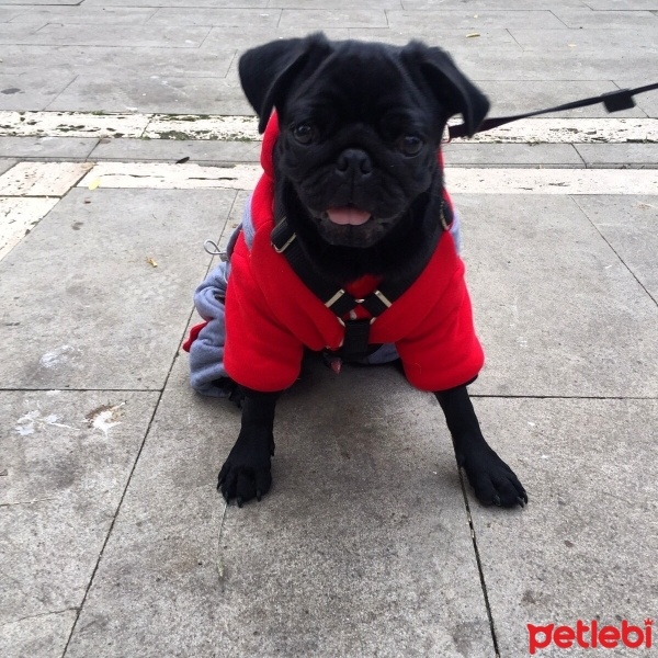 Pug, Köpek  maça fotoğrafı