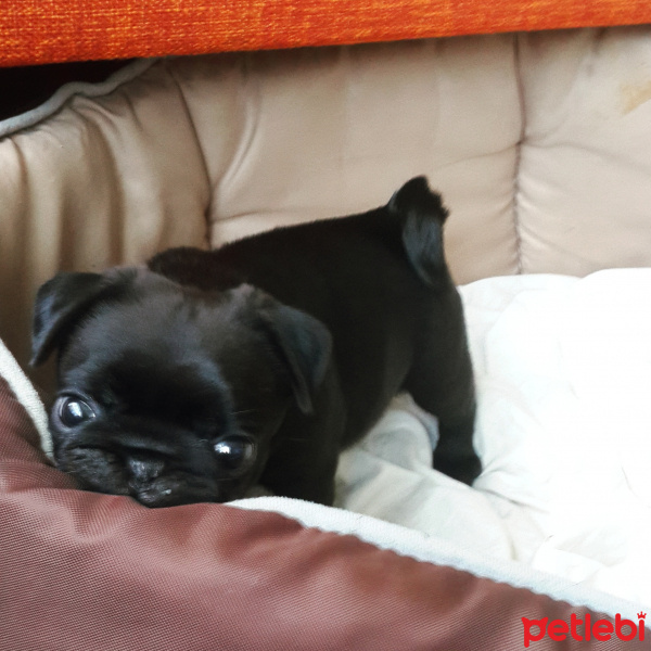 Pug, Köpek  maça fotoğrafı