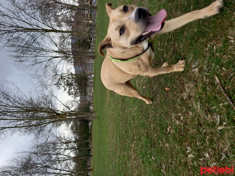 Amerikan Staffordshire Terrier, Köpek  Mars fotoğrafı