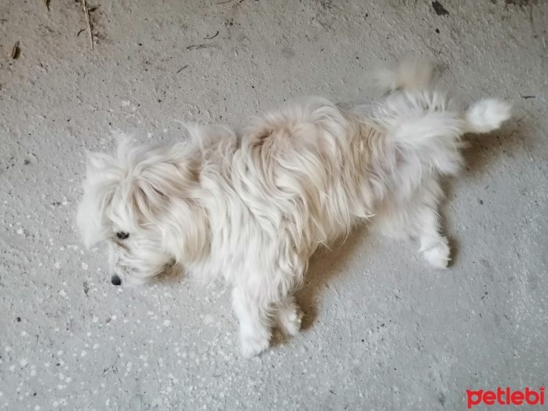Maltese, Köpek  Alex fotoğrafı