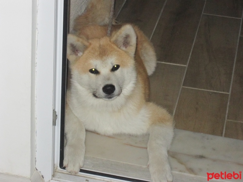 Akita İnu, Köpek  yuki fotoğrafı