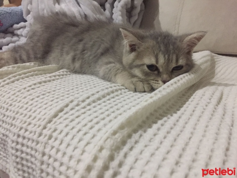 British Shorthair, Kedi  Şükrü fotoğrafı