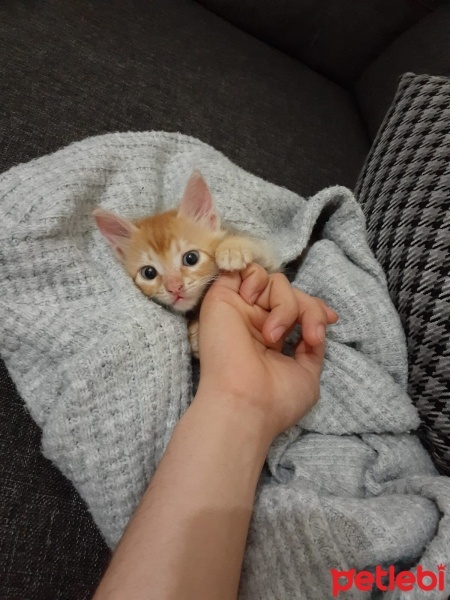 Sarman, Kedi  Tarçın fotoğrafı