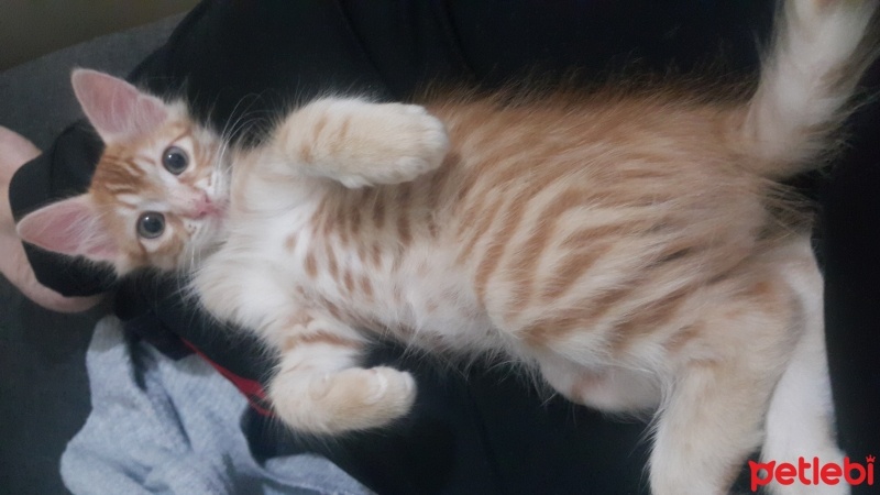 Sarman, Kedi  Tarçın fotoğrafı
